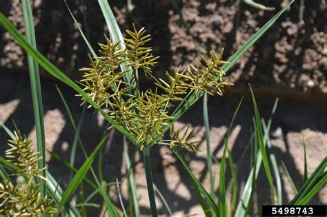 Toradh íomhá ar Yellow Nutsedge Roots