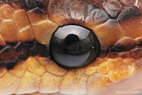 Python Regius Teeth Diagram に対する画像結果