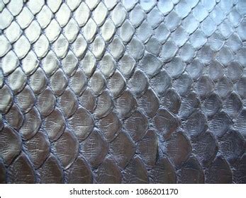 Gray Python Snake に対する画像結果