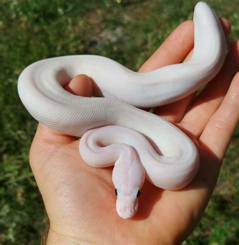Image result for Pink Ball Python