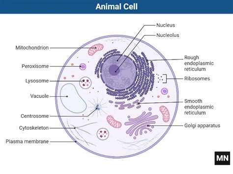 Animal Cell - Labeled Diagram, Structure, Types, Functions - Biology ...
