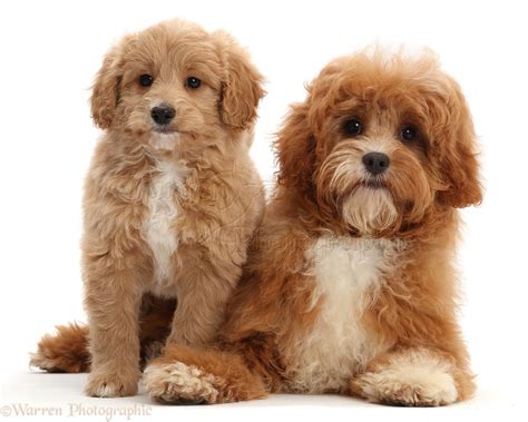 Image result for Full-Grown Cavapoo Dogs Red