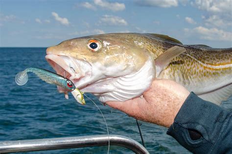 Cod Fishing Basics に対する画像結果