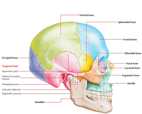 Image result for Temp Parietal Skull