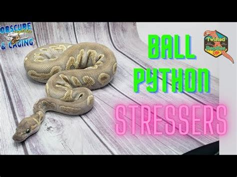 Stressed Ball Python に対する画像結果