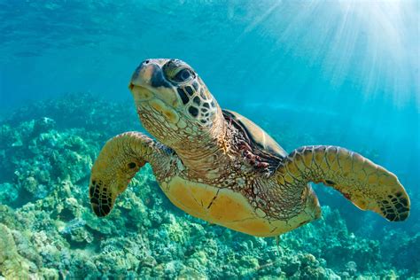 Turtle Wax Ceramic Teardrop Flag に対する画像結果