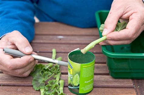 How to Take Geranium Cuttings | BBC Gardeners World Magazine