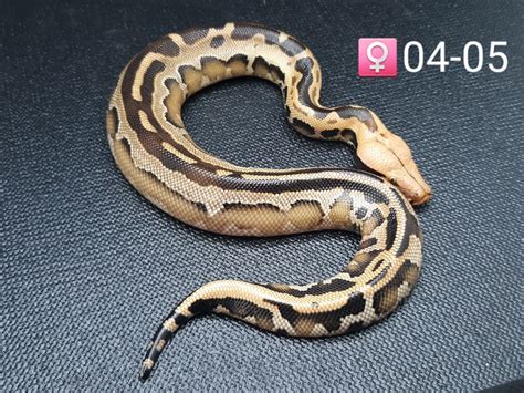 Afbeeldingsresultaten voor Borneo Short Tail Python