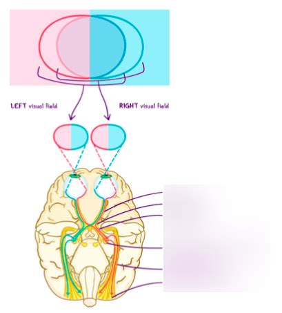 Toradh íomhá ar Primary Visual Processing