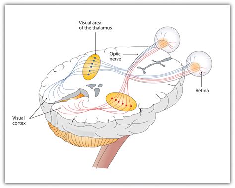 Afbeeldingsresultaten voor Visual Processing System