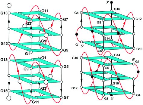 Image result for Parallel G4 Structure