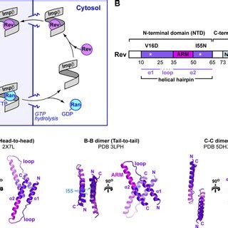 Image result for Insurance Rev Structure