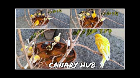 Canary Sound Effect Animation に対する画像結果