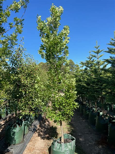 Image result for Quercus Robut