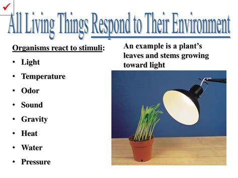 Afbeeldingsresultaten voor Example of a Thing