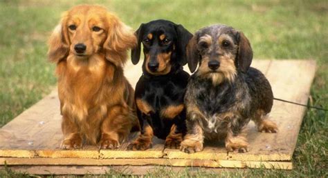 Image result for Dachshund