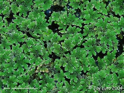 Afbeeldingsresultaten voor Azolla