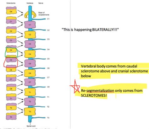 Afbeeldingsresultaten voor Paraxial Mesoderm Segmentation