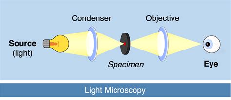 Image result for Light Scope Light Microscopy Software