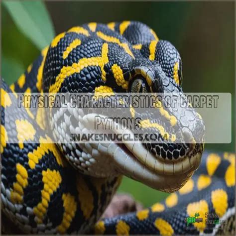 Image result for Carpet Python Habitat