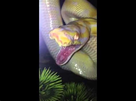 Image result for Python Yawning
