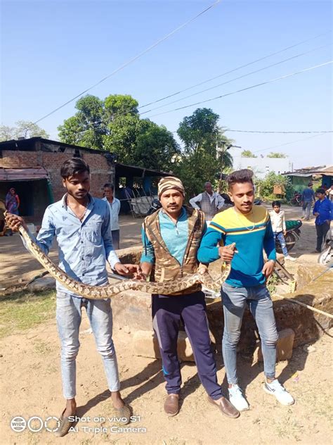 Image result for 35 Foot Python