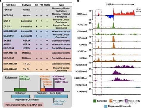 Toradh íomhá ar ChIP-seq Enhancer