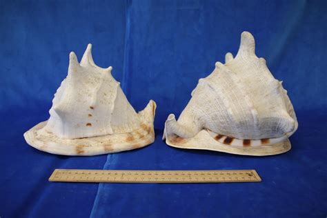 Toradh íomhá ar Large Sea Shells