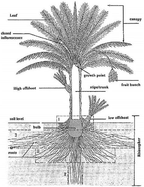 Toradh íomhá ar Date Palm Tree Root System