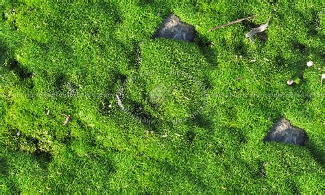 Image result for Moss Texture