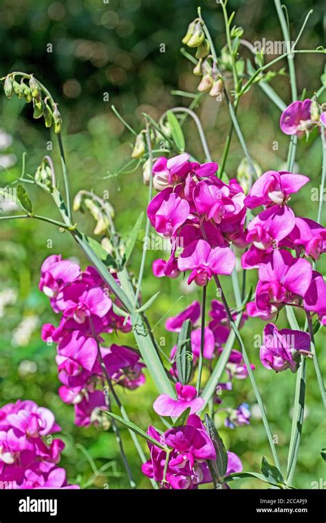 Image result for Vetch Best Garden