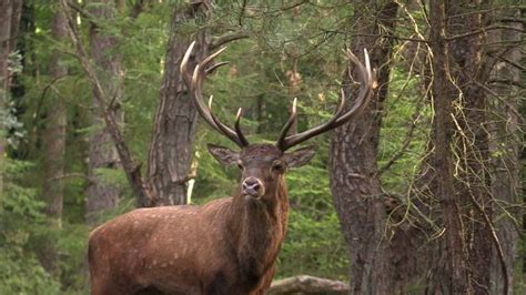 Image result for Leuvenumse Bos