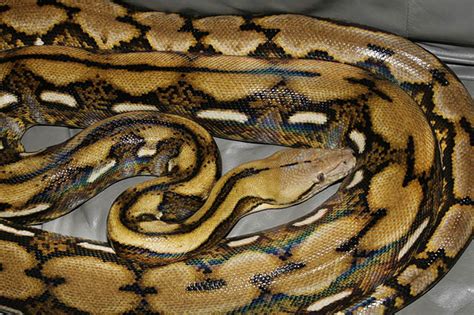 Image result for Giant Reticulated Python