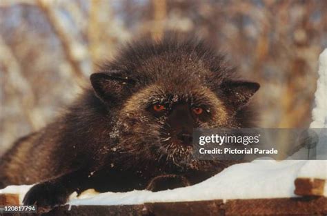 Image result for Russian Fox