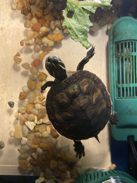 Pyramiding Box Turtle に対する画像結果