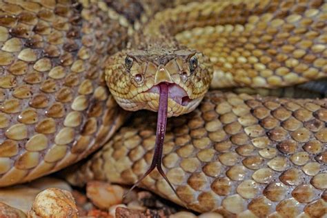 Image result for Python Split Bottom Jaw