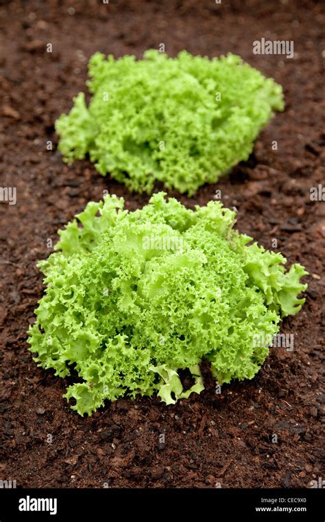 Image result for Curly Endive Lettuce