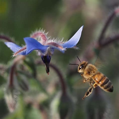 Image result for How Bees Fly