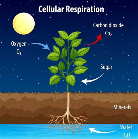 Cellular Respiration Easy に対する画像結果