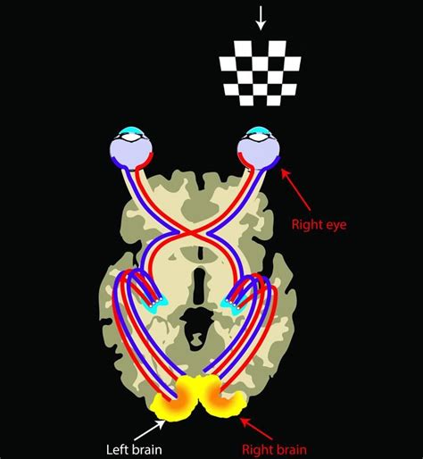 Visual Processing Pathway に対する画像結果