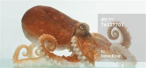 Toradh íomhá ar Octopus Side View