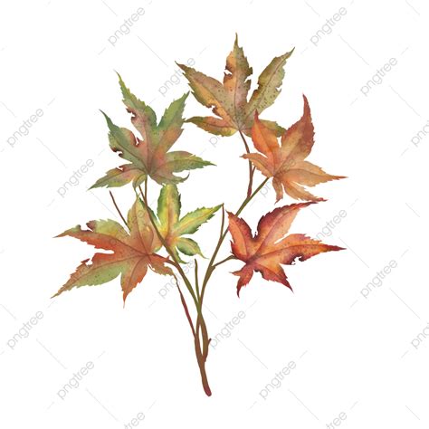 Toradh íomhá ar Red Maple Tree Problems