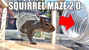 Fat Squirrel - 1Funny.com