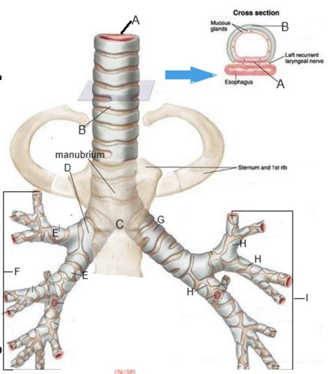Trachea Voice Box Exercises に対する画像結果