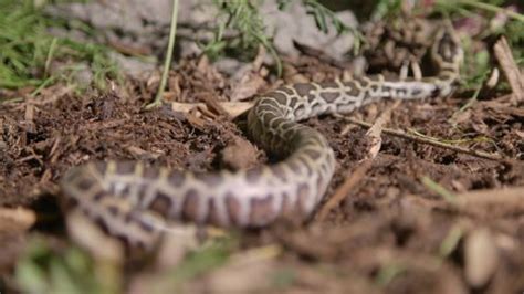 Image result for Children Python Hatchling