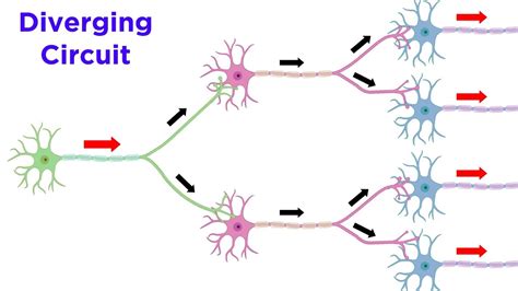 Afbeeldingsresultaten voor Parallel Processing Neural Circuit Image
