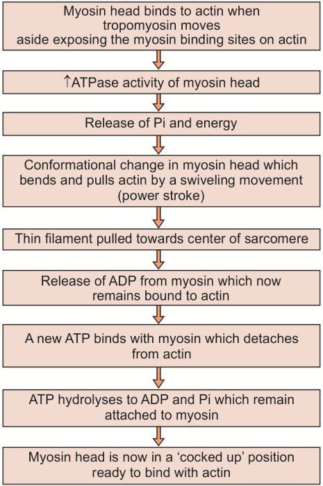 Image result for Myocyte Repolarizes Muscle Contraction
