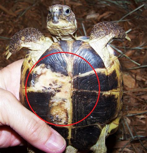 Afbeeldingsresultaten voor Tortoise Signs of Shell Rot