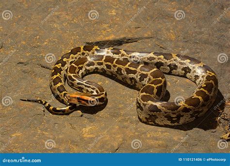 Image result for Indian Rock Python