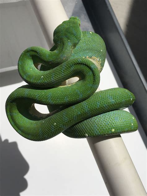 Designer Green Tree Python's に対する画像結果